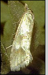 Pelochrista medullana adult moth.