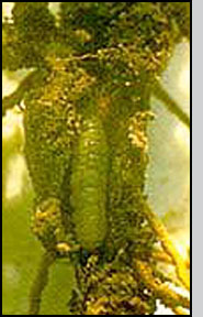 Pelochrista medullana larva.