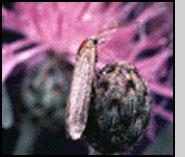 Pterolonch inspersa adult moth.