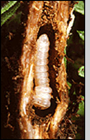 Bottom: Diffuse knapweed root damage caused by S. jugoslavica larva. 