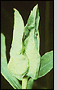  Bottom: Bud gall caused by S. esulae larvae. R.Hansen