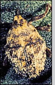 Adult T. horridus. L.T.Kok 
