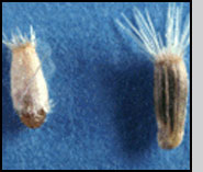 Bottom: U. quadrifasciata larva in gall (left) and spotted knapweed seed (right).