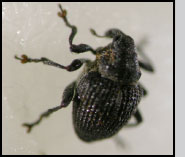 Top: Brachypterolus pulicarius adults.  R.Richard, USDA-APHIS