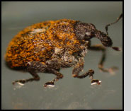 Top: Brachypterolus pulicarius adults.  R.Richard, USDA-APHIS