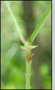 Top: Brachypterolus pulicarius adults.  R.Richard, USDA-APHIS