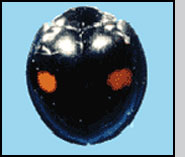 Mounted Chilocorus kuwanae adult. J.Davidson