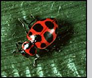 Coleomegilla maculata adult.J.Ogrodnick