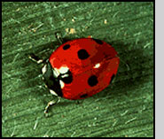 Coccinella septempunctata adult J.Ogrodnick