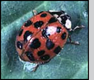 Harmonia axyridis adult. J.Ogrodnick
