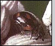 Rodolia cardinalis adult. M.Raupp