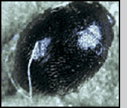 Stethorus punctum adult. L.Hull