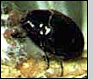 Pseudoscymnus tsugae adult. C.Cheah