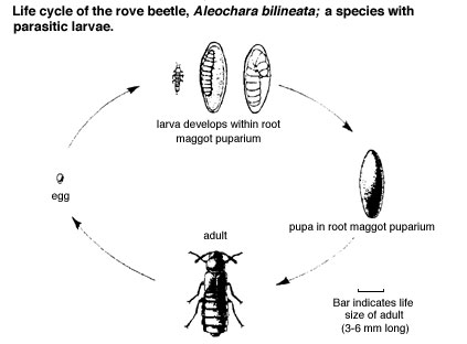 Aleochara Life Cycle Diagram