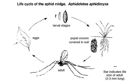 Aphid Midge Life Cycle