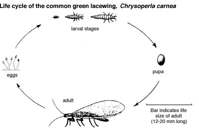 Chrysoperla (=Chrysopa) carnea, C. rufilabris