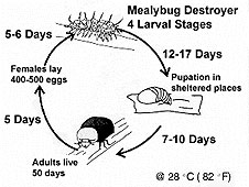 Cryptolaemus Life Cycle Diagram