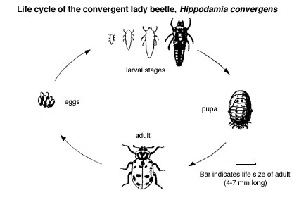 Lady Beetle životního Cyklu Diagram