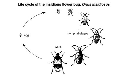 Orius Life Cycle