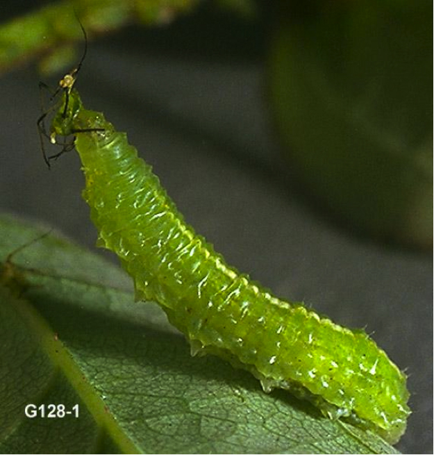 Syrphid Fly